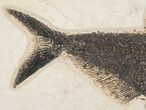 Diplomystus Fossil Fish - Wall Mountable (Free US Shipping) #17990-4